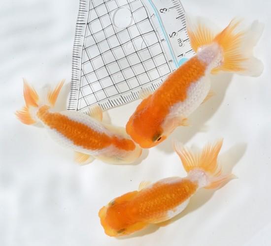 宇野系らんちゅう 当歳魚 【彩】